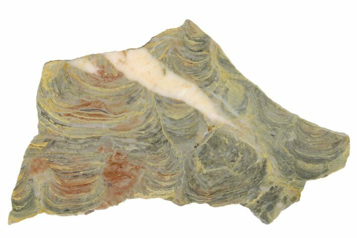 Polished Stromatolite From Russia - Million Years #180045